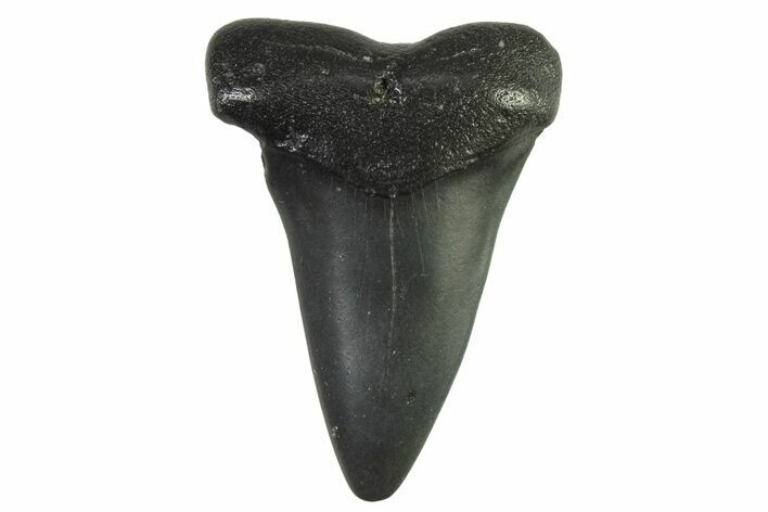 Fossil Broad-Toothed Mako Tooth - South Carolina #332420